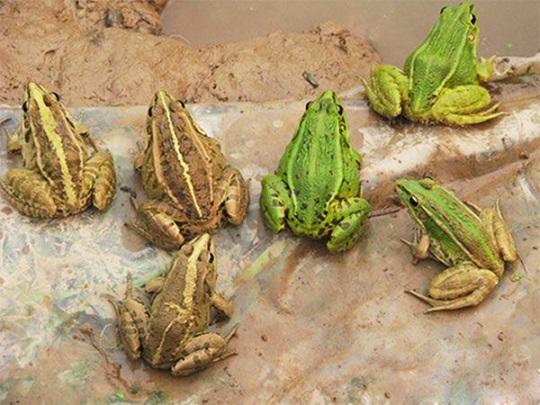 青蛙養(yǎng)殖 青蛙養(yǎng)殖市場分析