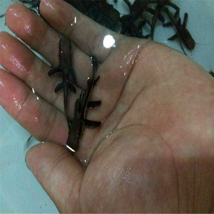 烏魯木齊鴨嘴鯊-鴨嘴鯊廠(chǎng)家 鴨嘴鯊價(jià)格 鴨嘴鯊批發(fā)