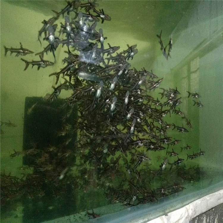 新疆鴨嘴鯊-鴨嘴鯊廠家 鴨嘴鯊價(jià)格 鴨嘴鯊批發(fā) 鴨嘴鯊繁殖場(chǎng)