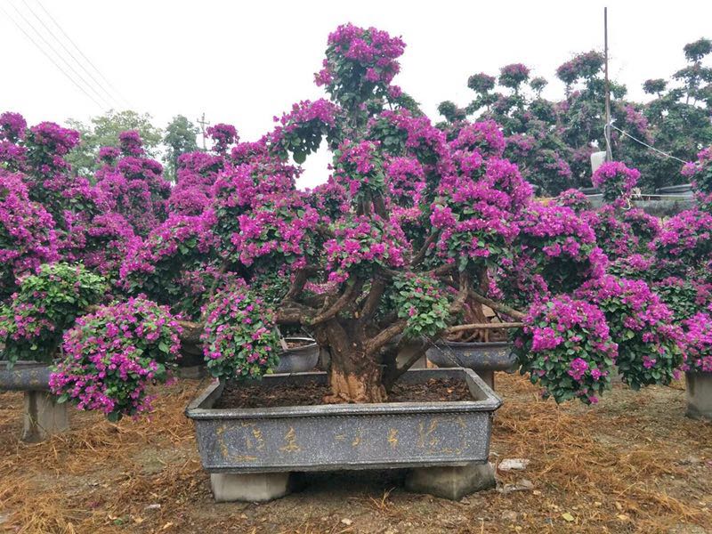 三角梅 三角梅批發(fā)價 三角梅報價 三角梅報價表 三角梅圖片 三角梅微商鋪 三角梅廠家