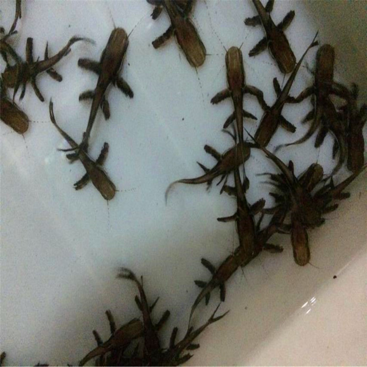 鞍山鴨嘴鯊-鴨嘴鯊廠家 鴨嘴鯊價格 鴨嘴鯊批發(fā)