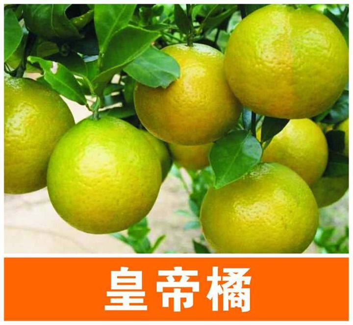 廣西皇帝柑苗-廣西桂林荔浦皇帝柑苗基地/廠家批發(fā)價(jià)格報(bào)價(jià)