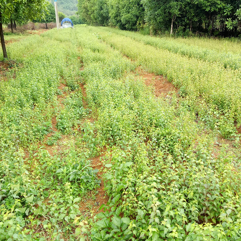 廣西青梅苗哪家好 桂林青梅苗基地 青梅苗批發(fā)商