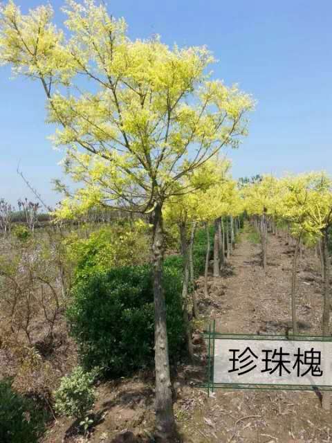 浙江余姚國槐供貨商-余姚國槐小苗基地/廠家批發(fā)報價