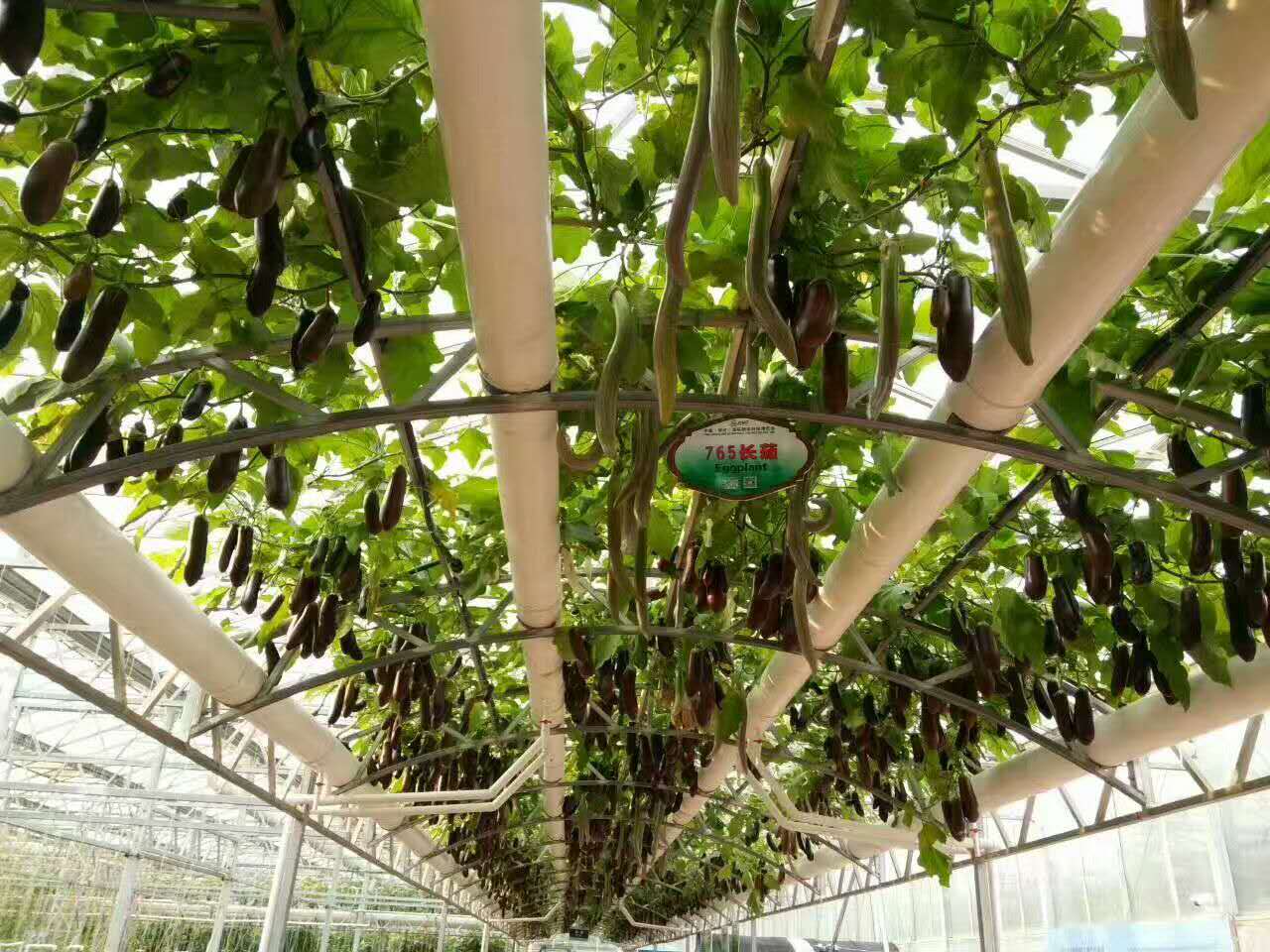 大棚工程 隧道式廊架 花架 種植 生態(tài)餐廳景觀 走廊架