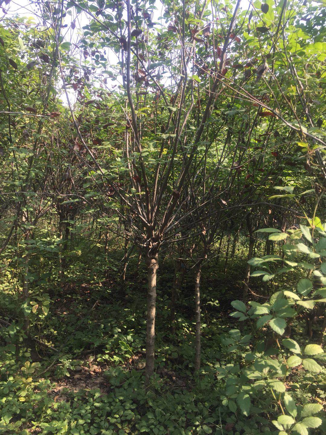 紫葉矮櫻 河南省紫葉矮櫻種植基地哪家好