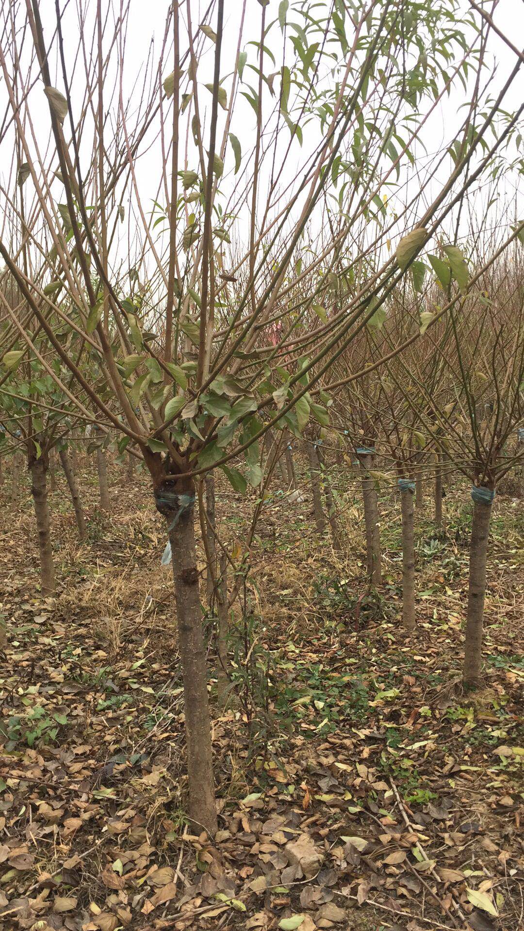 河南紅梅樹種植基地哪家好