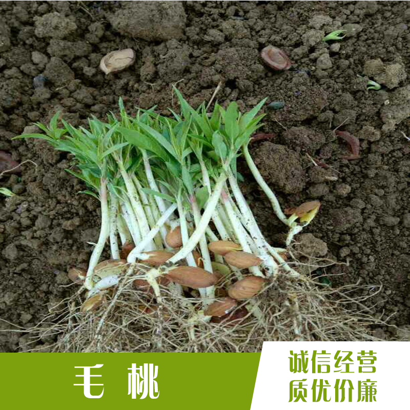 廣東毛桃芽苗  廣東毛桃芽苗 貴州毛桃芽苗價格