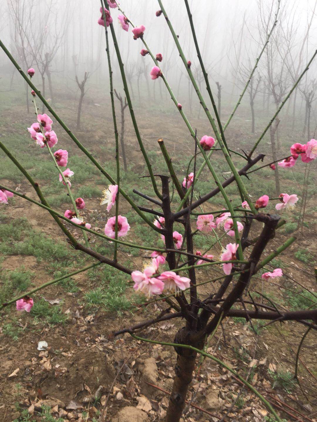 河南紅梅樹種植基地哪家好