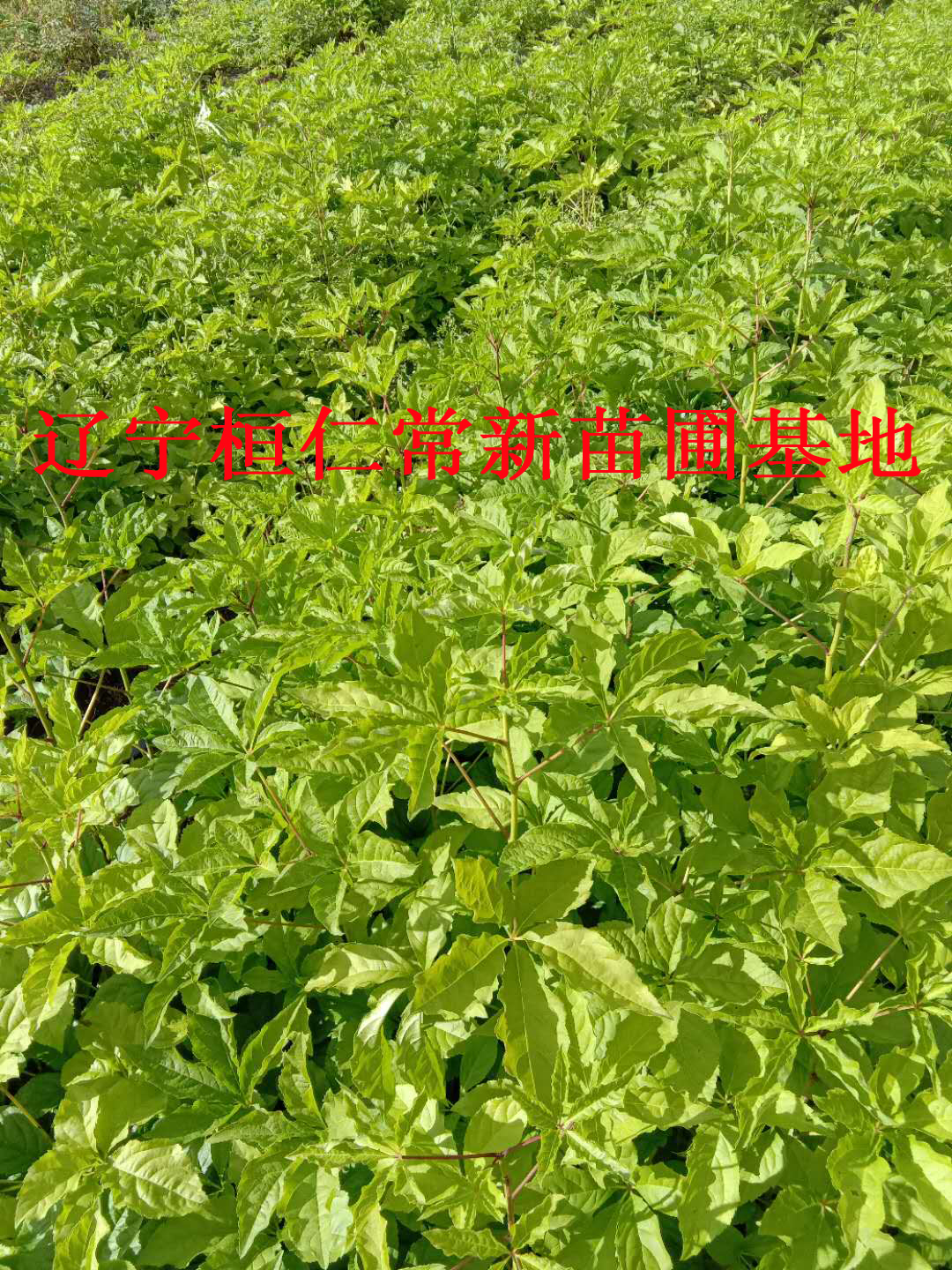 刺嫩芽、遼寧刺嫩芽、東北刺嫩芽