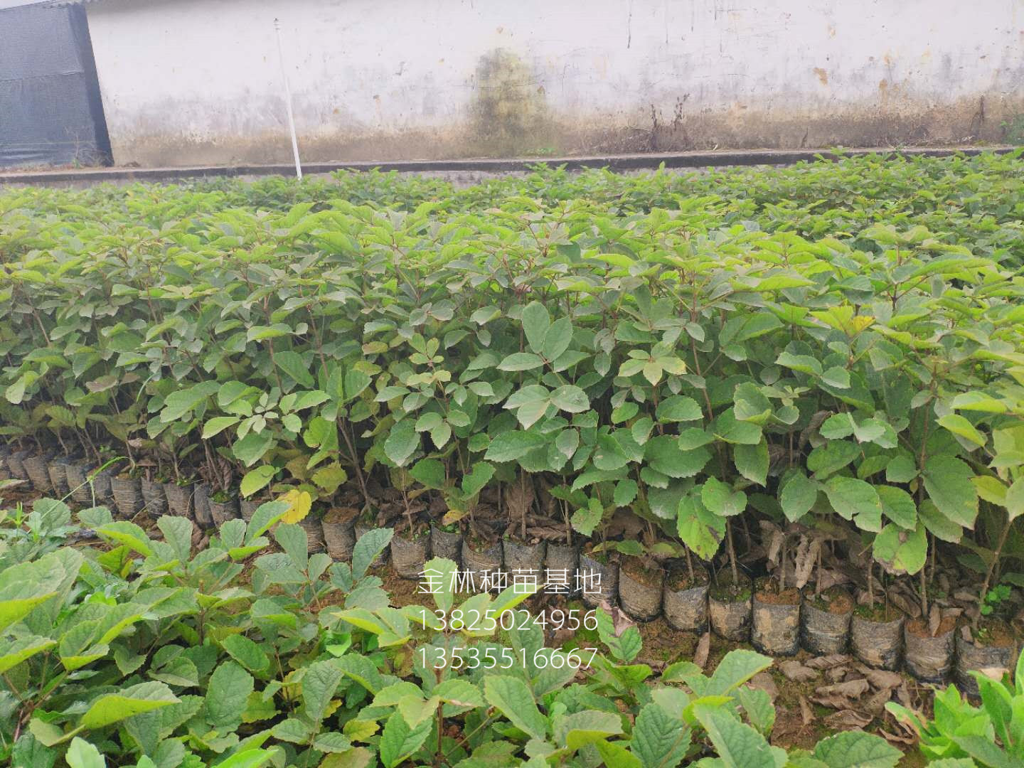 供應(yīng)銀葉金合歡種苗 10-100cm 廣東種苗基地直銷 銀葉金合歡小苗