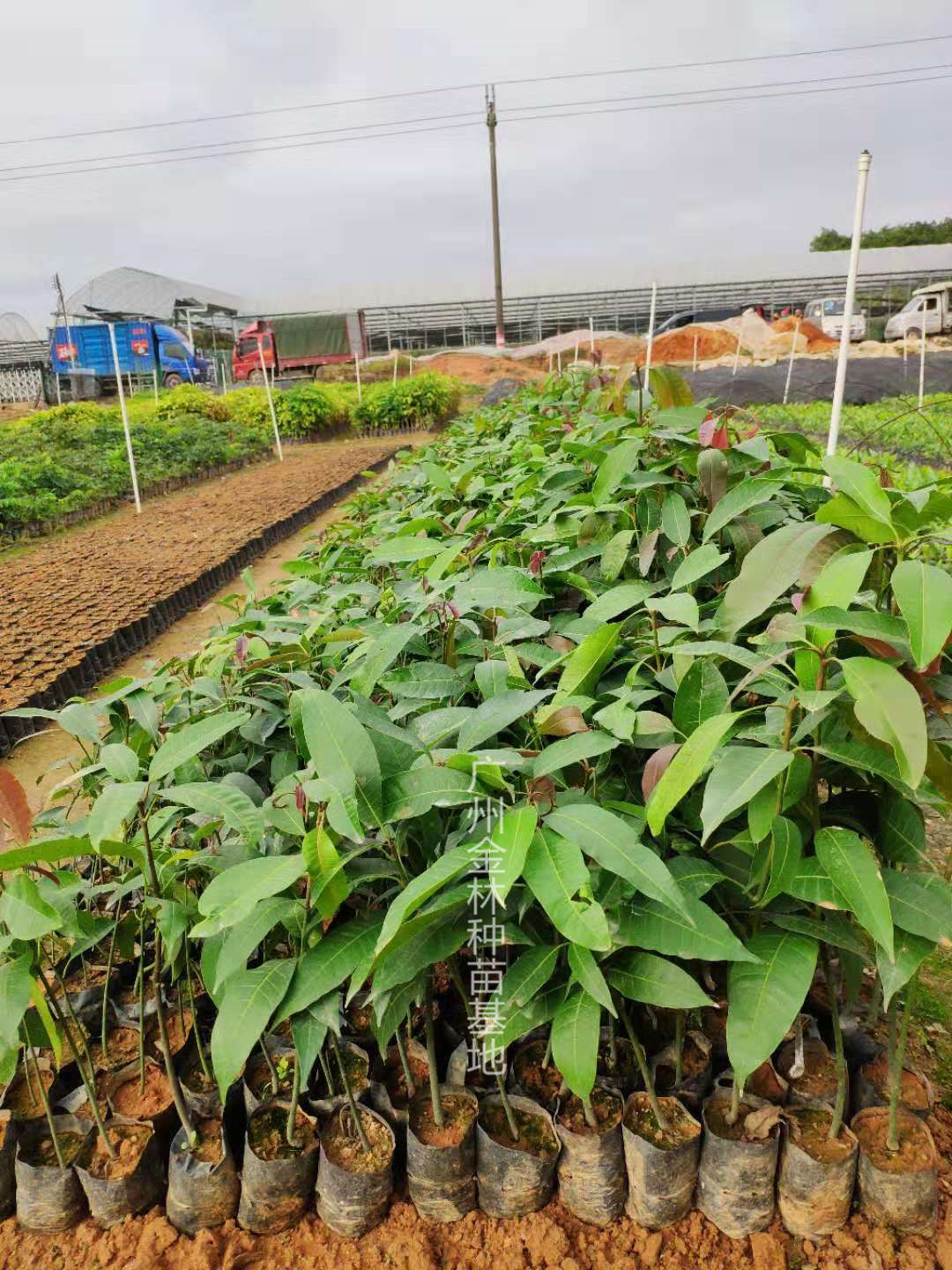 供應芒果種苗10-100公分高廣東基地直銷批發(fā)價格 芒果種苗