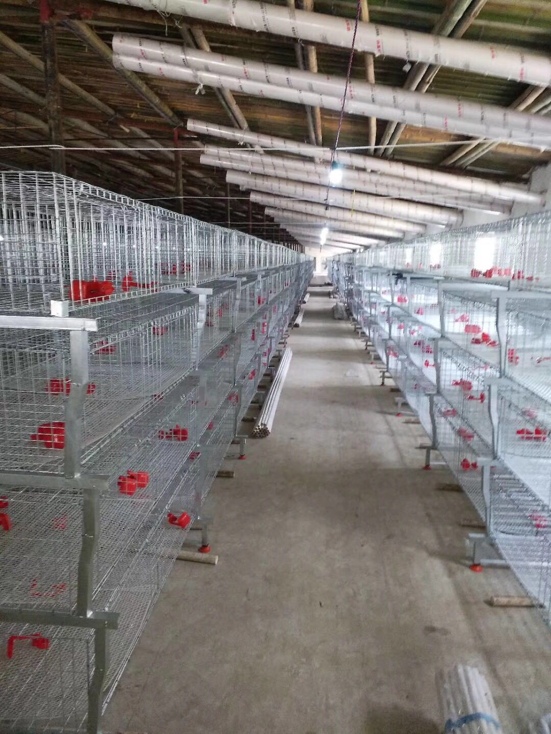 養(yǎng)1萬只肉雞的設備鍍鋅肉雞籠