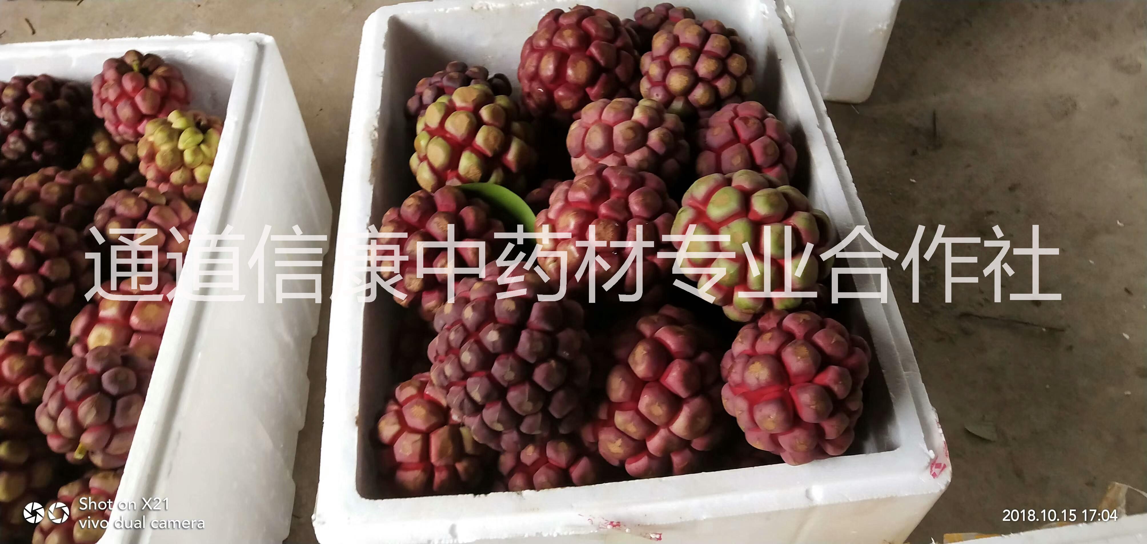福建黑老虎價格-福建漳州黑老虎基地-福建福州黑老虎/廠家價格批發(fā)報價供應(yīng)商