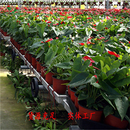 曲靖移動苗床規(guī)格-果蔬培育苗床-廠家直銷