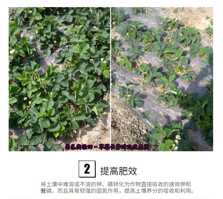 生物肥功能菌 提高肥效改良土壤