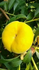 風(fēng)味天后--晚熟油蟠桃，蟠桃樹苗，蟠桃品種，優(yōu)質(zhì)蟠桃