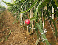 廣東火龍果苗價格  廣東黃龍火龍果苗 廣東楊梅苗 廣東三華李子苗  廣東楊桃苗