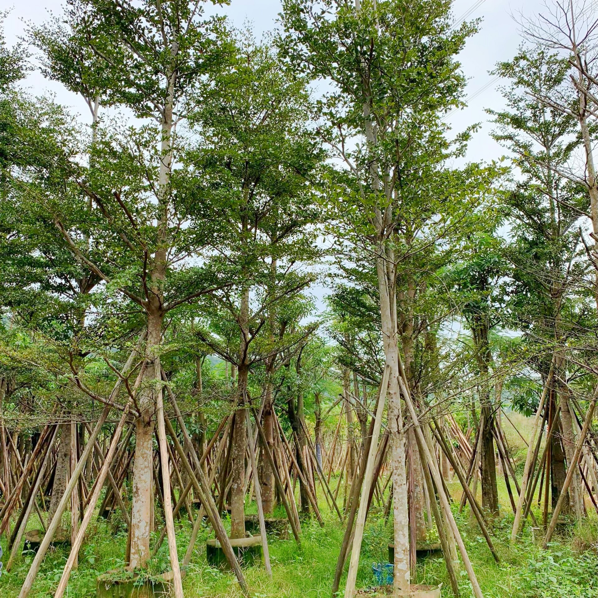 優(yōu)質(zhì)細(xì)葉欖仁基地直銷 細(xì)葉欖仁的主要價(jià)值