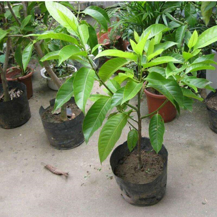 福建白玉蘭  白玉蘭什么時(shí)候開(kāi)花？