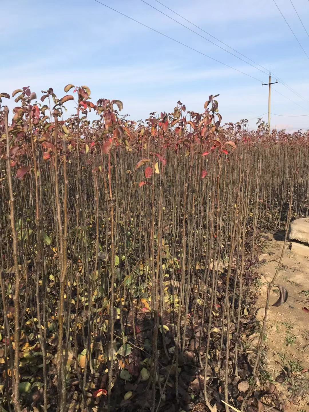 早酥梨 早酥梨批發(fā) 早酥梨報價 河北早酥梨