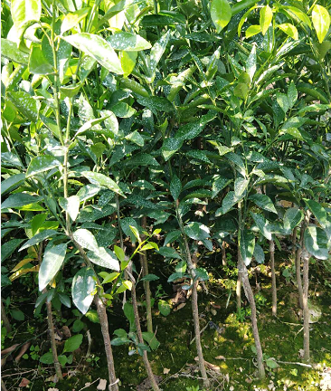 廣西沃柑苗價格 廣西沃柑苗報價 廣西沃柑苗批發(fā) 廣西沃柑苗 廣西沃柑苗