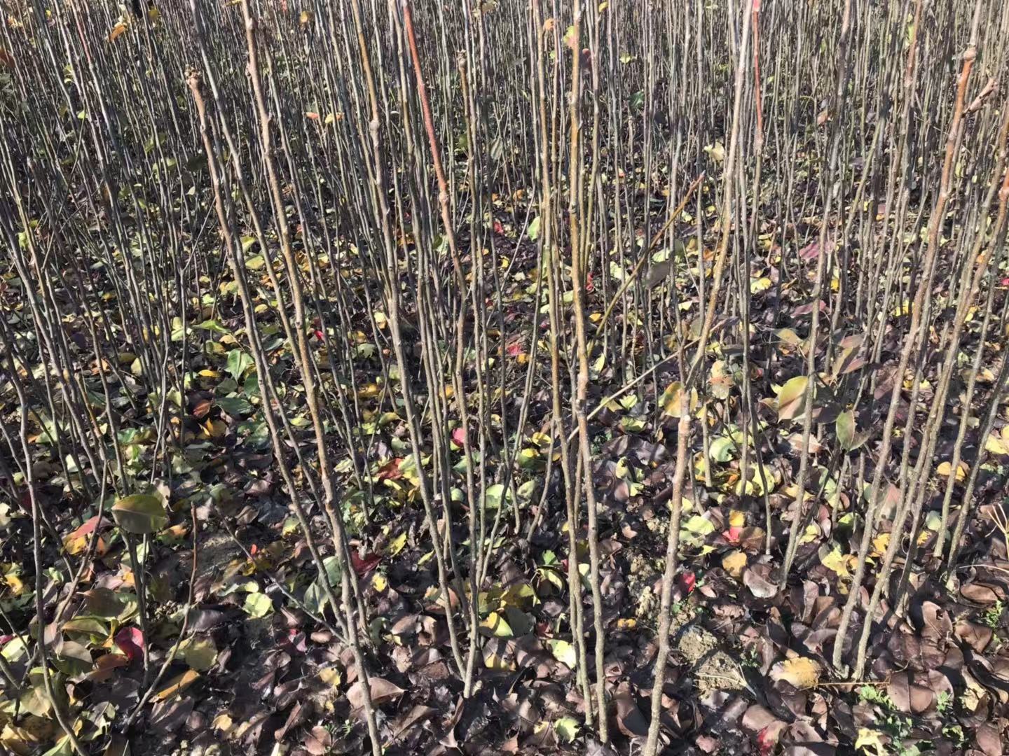 錦豐梨 錦豐梨批發(fā) 錦豐梨報價 河北錦豐梨