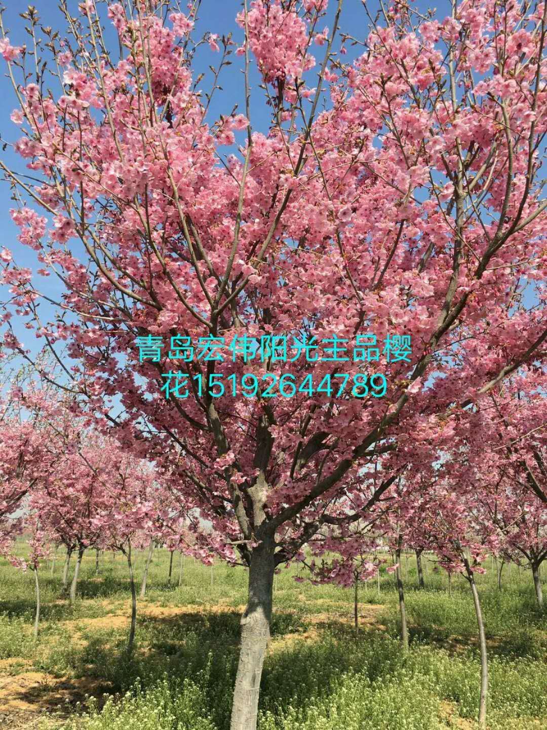 山東青島高桿櫻花基地-青島高桿櫻花價(jià)格/廠家批發(fā)報(bào)價(jià)供應(yīng)商