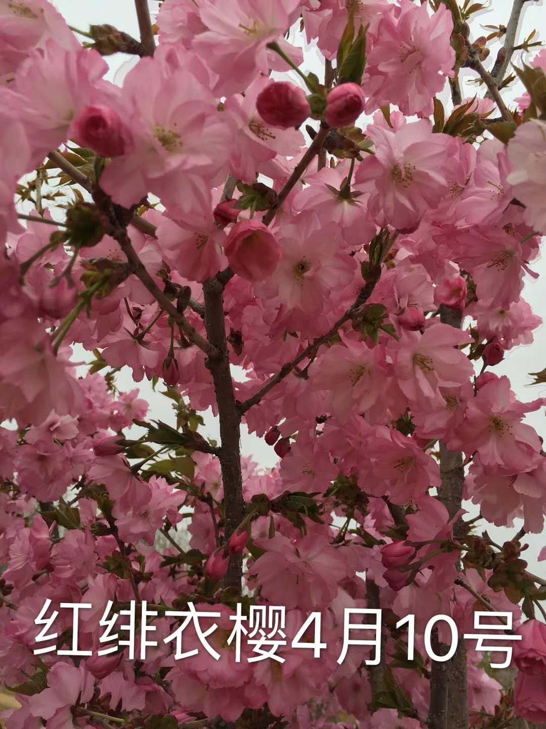 山東品種櫻花基地-山東青島品種櫻花/廠家批發(fā)價(jià)格報(bào)價(jià)供應(yīng)商