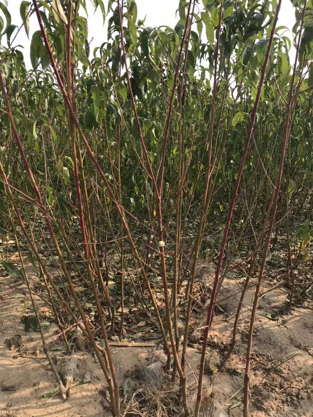 綠寶石 綠寶石批發(fā) 綠寶石報(bào)價(jià) 河北綠寶石