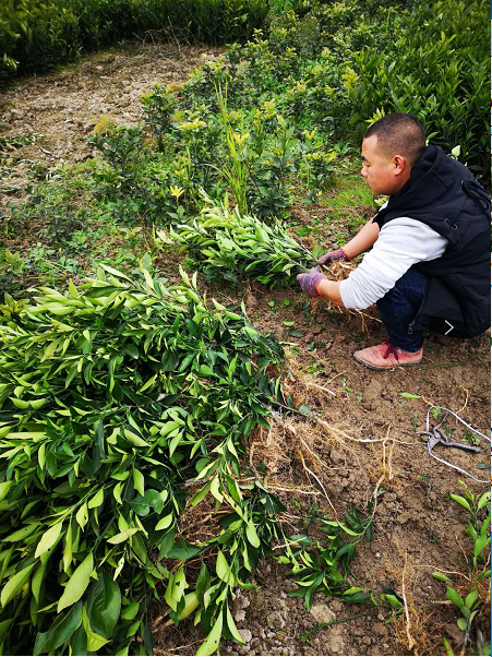長葉香橙苗培育基地在哪？*長葉香橙苗培育基地，重慶江津?qū)I(yè)培育長葉香橙苗