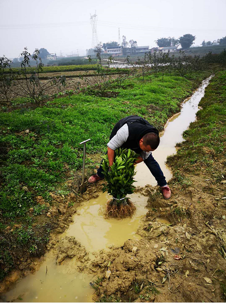 長葉香橙苗種植技術(shù)，長葉香橙苗種植未來市場，長葉香橙苗種植方法，長葉香橙苗種植基地