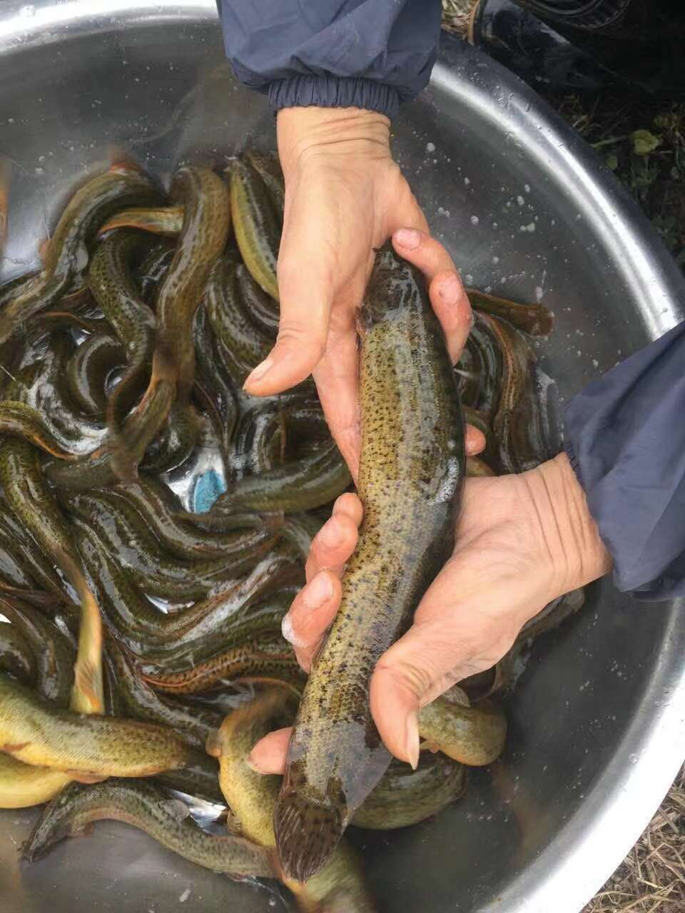 臺(tái)灣泥鰍魚(yú)苗 臺(tái)灣泥鰍種苗養(yǎng)殖 臺(tái)灣泥鰍魚(yú)苗哪家好 臺(tái)灣泥鰍種苗 臺(tái)灣泥鰍魚(yú)苗批發(fā)價(jià) 廣東臺(tái)灣泥鰍魚(yú)苗 惠州臺(tái)灣泥鰍魚(yú)