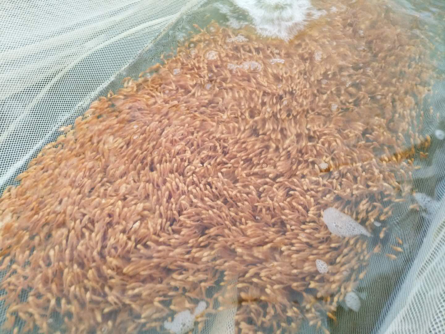 廣州地圖魚繁殖場(chǎng)-地圖魚廠家批發(fā)價(jià)格報(bào)價(jià) 大量批發(fā)