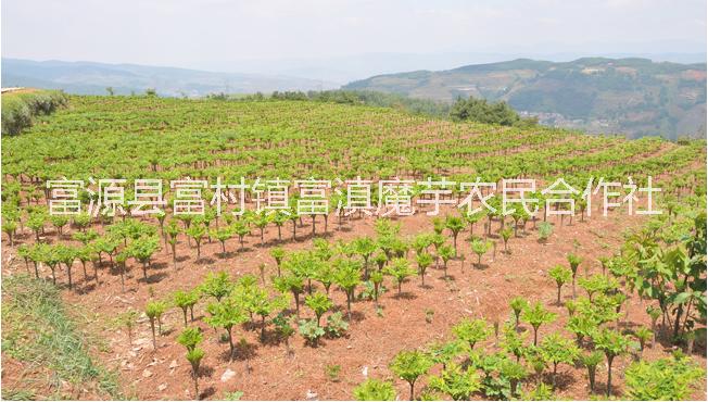 魔芋種植基地 云南魔芋種植基地 貴州魔芋種植基地 曲靖魔芋種植基地 富源魔芋種植基地