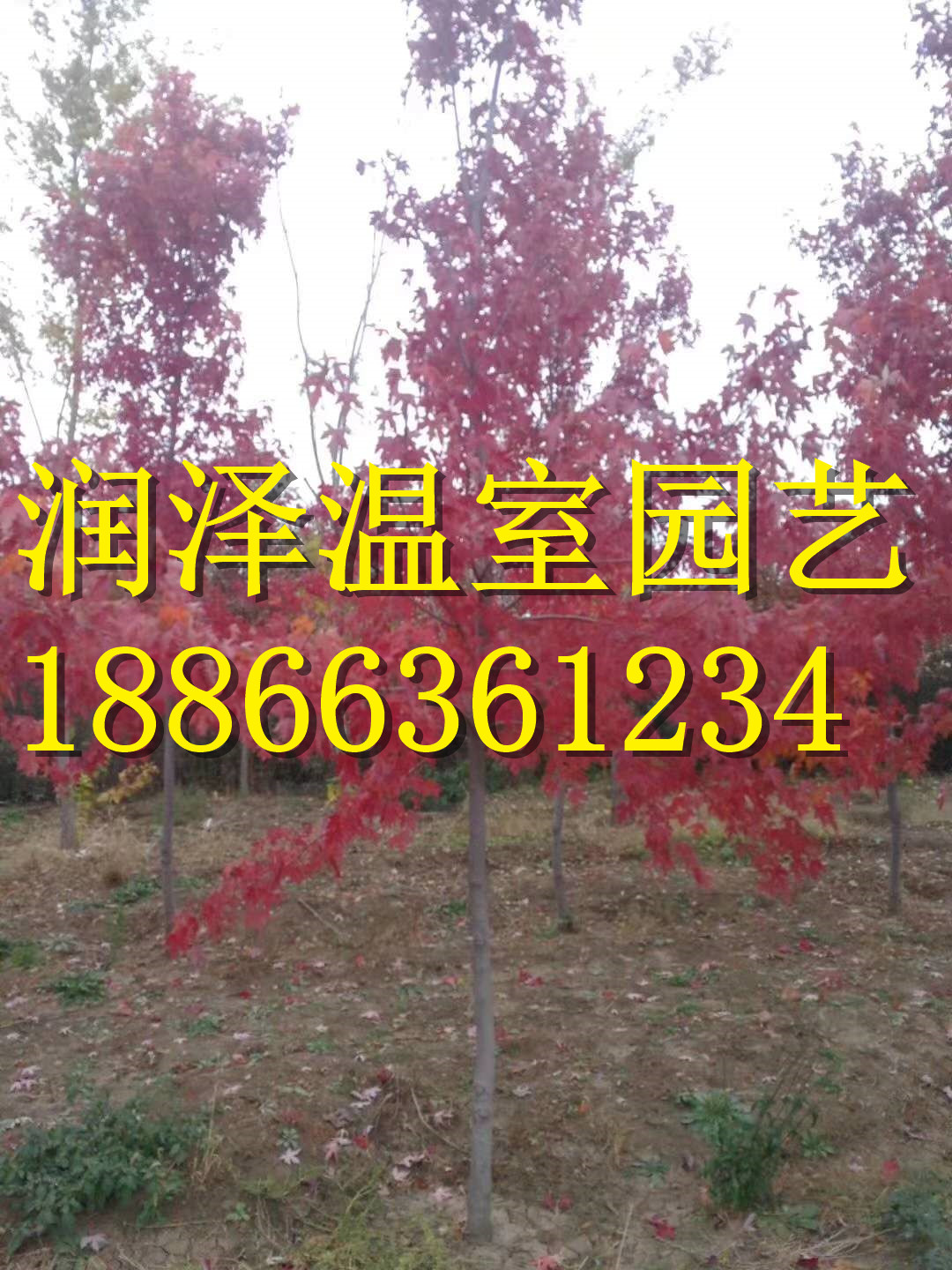 【【美國(guó)紅櫨|美國(guó)白蠟薩米特|銀槭|北美灰背櫟|*紅挪威槭|肋助花楸-潤(rùn)澤園藝】】