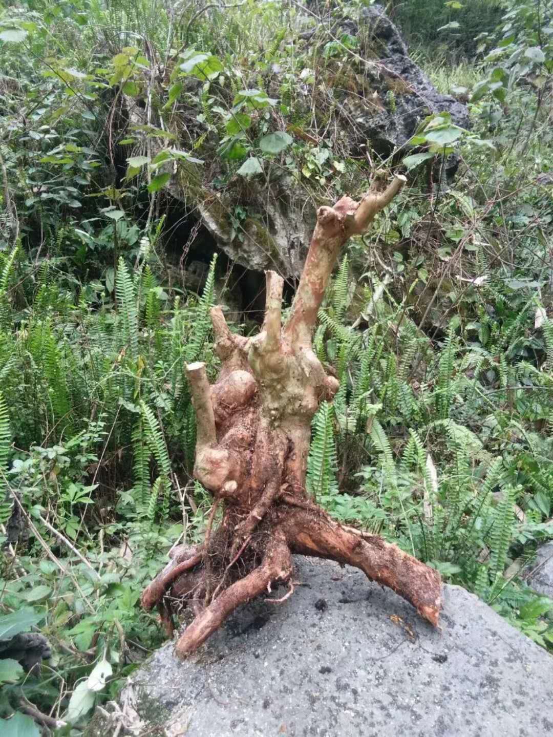 生樁紫薇怎么養(yǎng)好