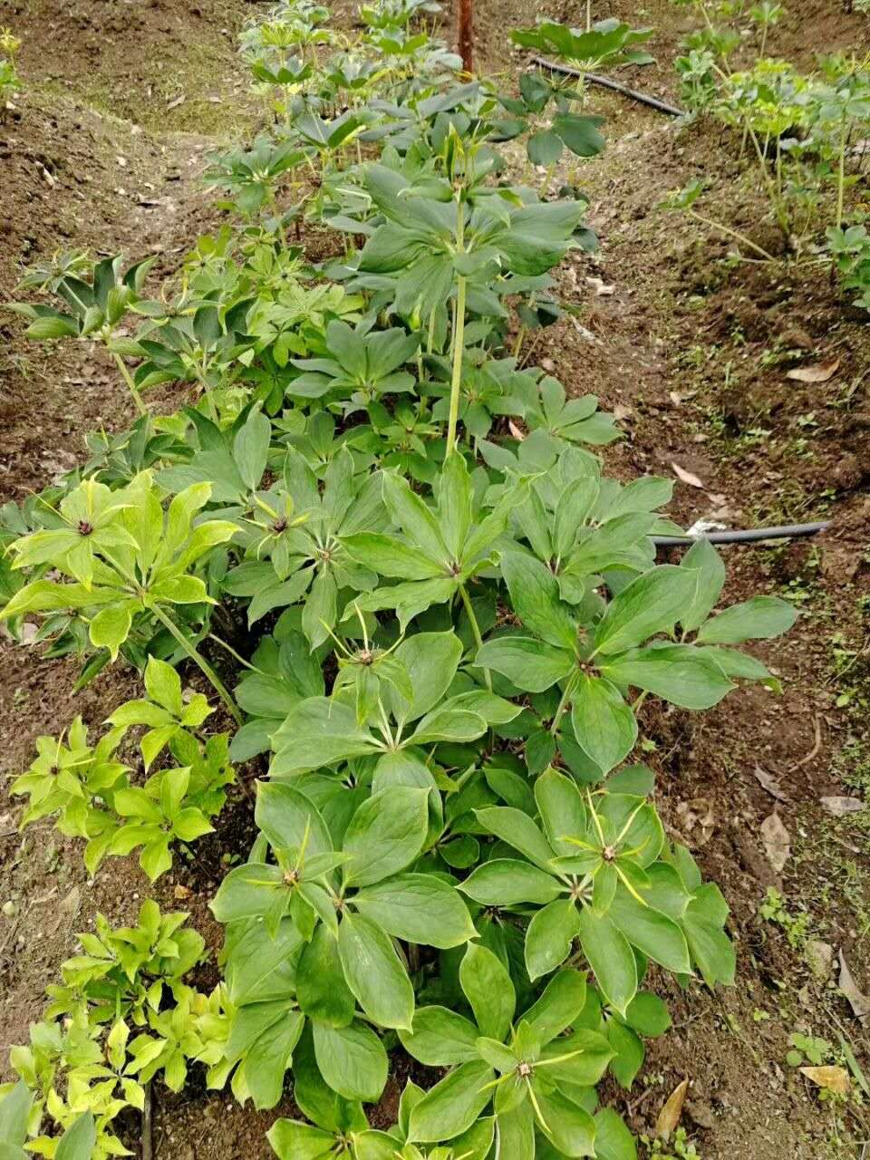 貴州滇重樓價(jià)格廠家直銷，多少錢一斤