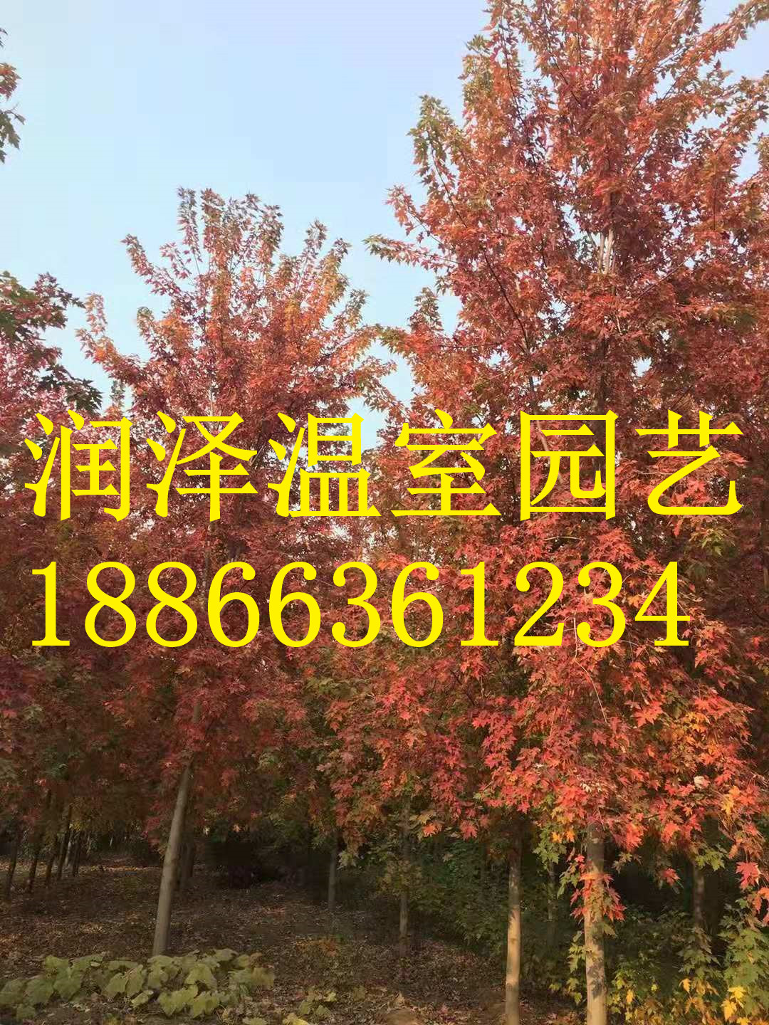 【美國金葉皂莢|金邊馬褂木|金邊鵝掌楸|粉葉復(fù)葉槭】