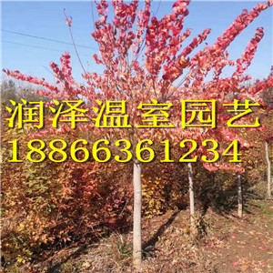 【【美國(guó)紅櫨|美國(guó)白蠟薩米特|銀槭|北美灰背櫟|*紅挪威槭|肋助花楸-潤(rùn)澤園藝】】
