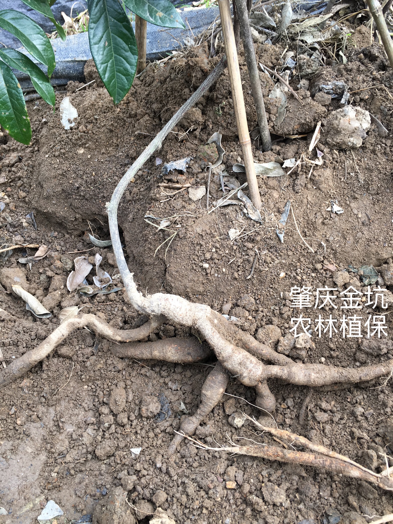 結(jié)薯率99%粉美人 大葉牛大力苗