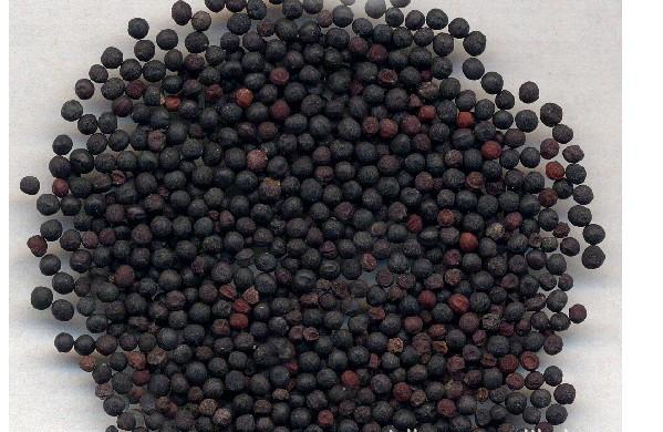 四川大通草種子種苗批發(fā)報(bào)價(jià)供應(yīng)四川大通草出售大通草種苗出售大通草種子