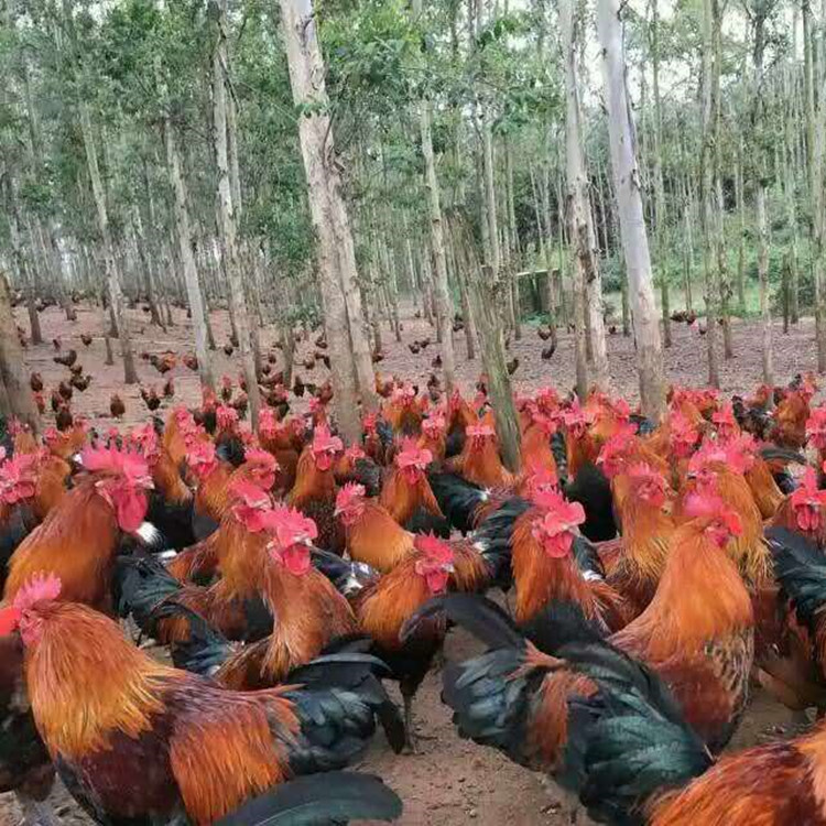 紅羽土雞苗||青腳土雞苗||青腳麻土雞苗||黑腳土雞雞苗||紅毛公雞苗