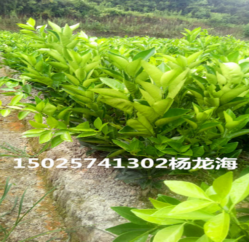 倫晚臍橙苗種 倫晚臍橙苗種生產(chǎn)廠家 倫晚臍橙苗種哪家好倫晚臍橙苗種供應(yīng)商 倫晚臍橙苗種批發(fā)