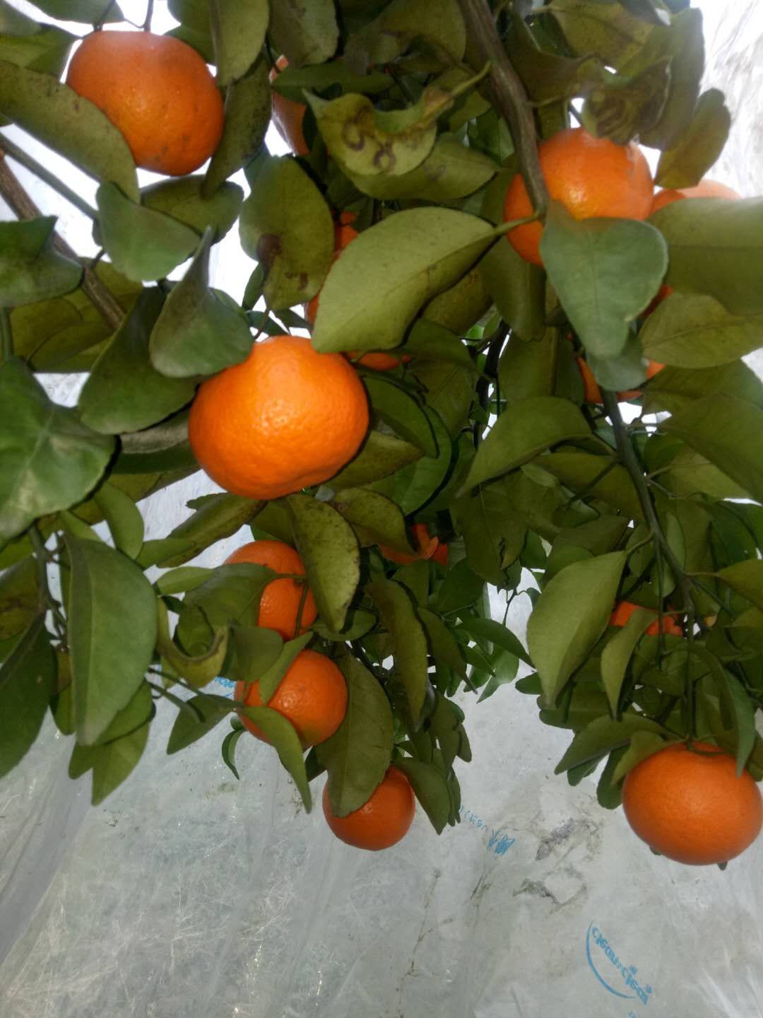 廣西*鮮果金桔-廣西*沙糖桔/廠家批發(fā)價格報價供應(yīng)商