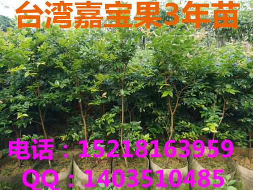 韶關嘉寶果樹苗、廣東嘉寶果樹苗種植基地批發(fā)