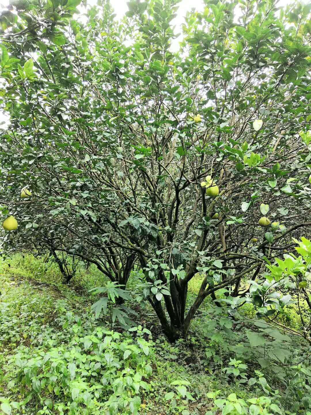 湖南柚子樹二至四十公分-湖北香泡樹基地/廠家批發(fā)價格報價供應(yīng)商