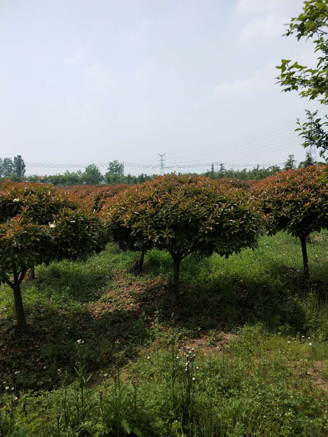 紅葉石楠  紅葉石楠哪家好賣 紅葉石楠供應(yīng)商 江蘇優(yōu)質(zhì)紅葉石楠 優(yōu)質(zhì)紅葉石楠出售 優(yōu)質(zhì)紅葉石楠價格 優(yōu)質(zhì)紅葉石楠報價