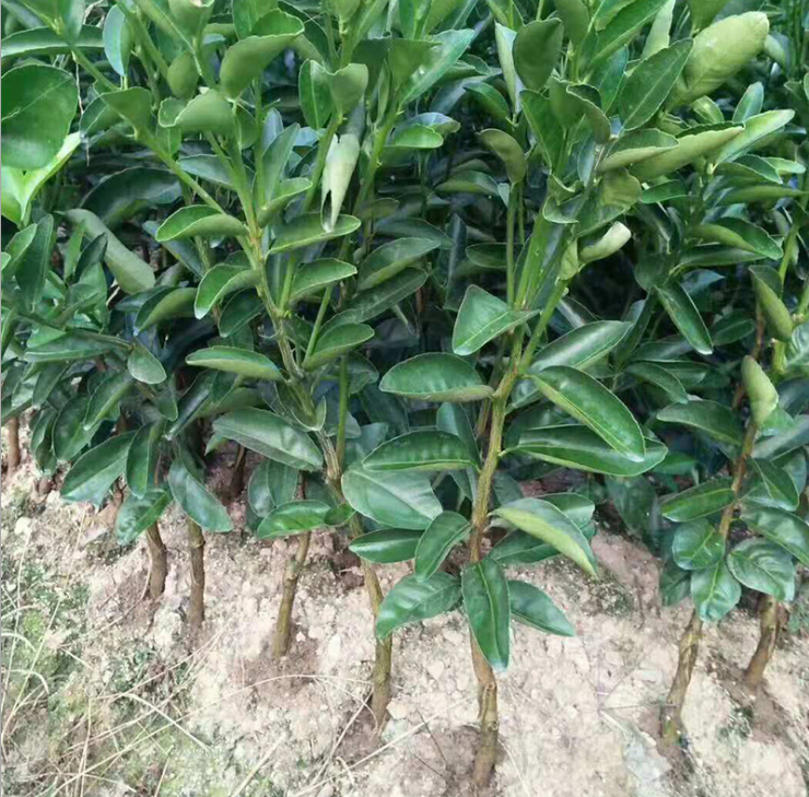 廣西茂谷柑苗-2018優(yōu)質(zhì)*高純度茂谷柑苗存活率高果樹苗基地批發(fā)/廠家價(jià)格 廣西茂谷柑苗基地
