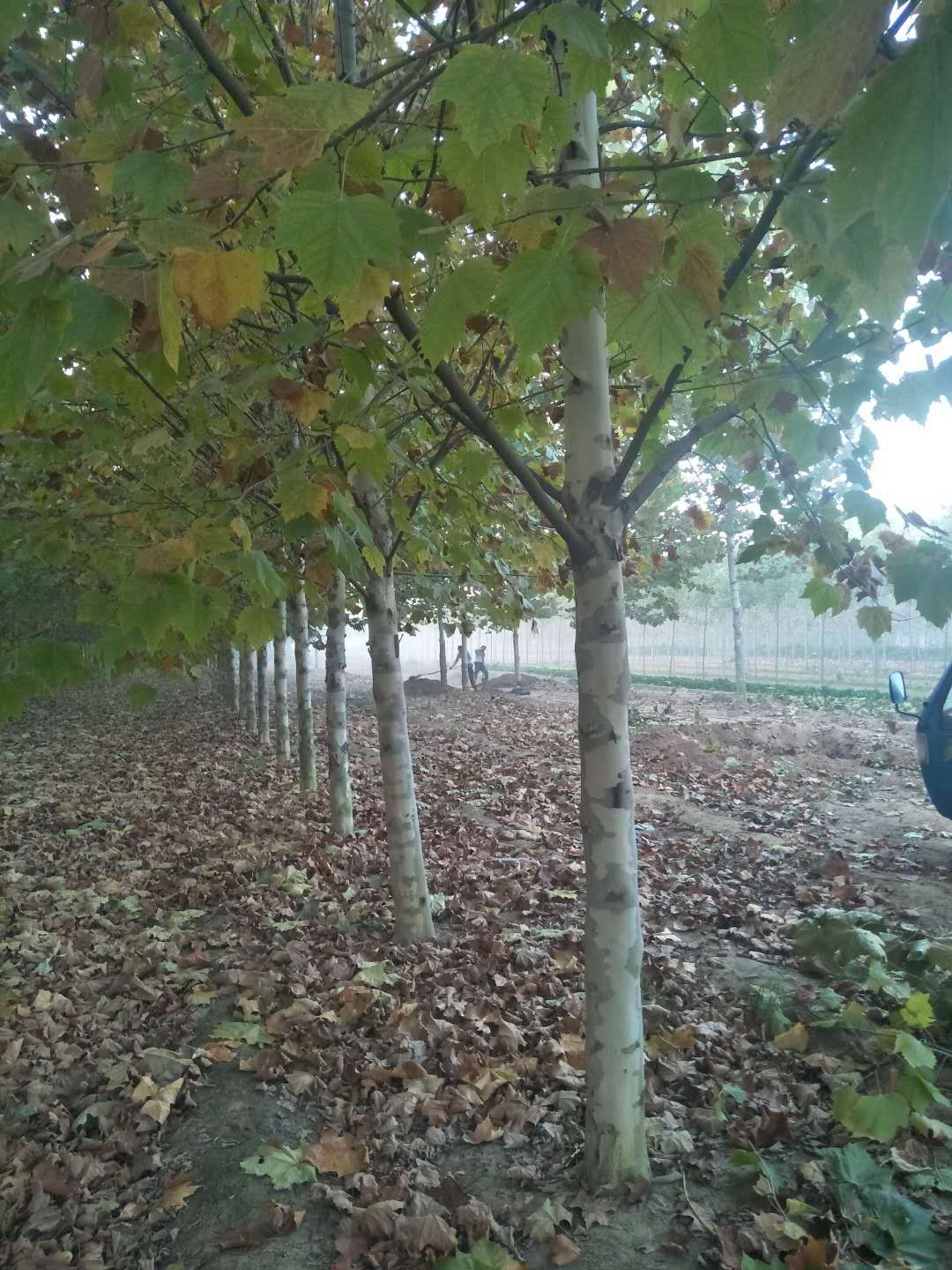 法桐-山東法桐-山東法桐基地/廠家價(jià)格報(bào)價(jià)供應(yīng)商 法桐